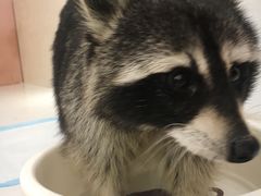 -浣熊柯尔鸭土拨鼠·电玩咖