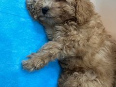 -伟伟宠物医院·CT影像中心·瑞派犬猫综合性门诊(汉口总院)