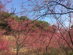 -广州市帽峰山景区