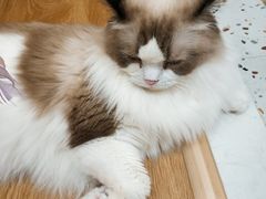 -滚猫咖啡·猫咖·猫友好撸猫(未来城店)