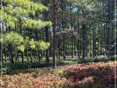 -黑龙江省森林植物园