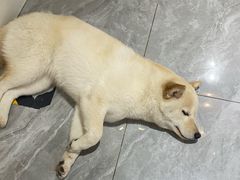 -猫小院猫主题餐厅(南锣旗舰店)