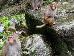 -姑婆山旅游区