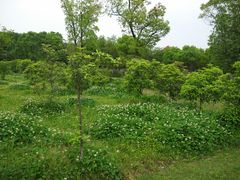 -艾溪湖湿地公园