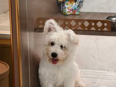 -翊宠yipet猫狗购宠庄园