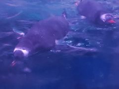 -暹罗海洋世界