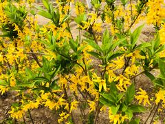 -苹果树下艺术餐厅(通州店)