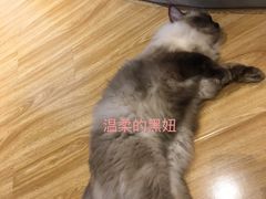 多肉葡萄-啵啵喵·猫咖(攀华国际店)