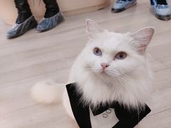 -瞄一喵猫咖(格力海岸店)
