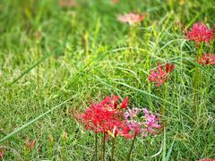 -西山漾湿地公园