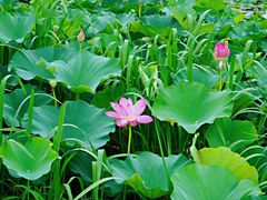 -荷塘月色湿地公园·向阳花洲