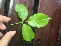 -呀诺达热带雨林