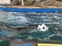 -芜湖新华联大白鲸海洋公园