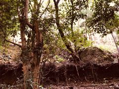 -岚山猴子公园