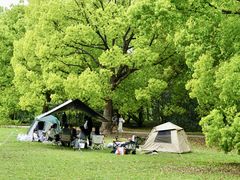 -上海共青森林公园