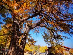 -千年银杏谷文化旅游区