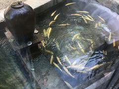 -Local泰莲庭(虹鳟鱼店)