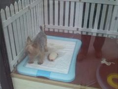 android_upload_pic-爱宠屋pet shop·宠物洗澡·宠物美容