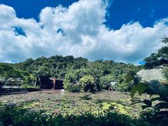 -野象谷景区