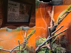 -上海大自然野生昆虫馆(东方明珠·爬宠昆虫探索中心)