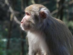 -黔灵山公园