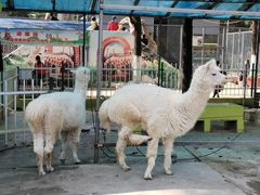 -荆州中山公园动物园