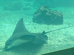 -海棠湾洲际-涛·海底餐厅·美人鱼·自助餐·海底隧道