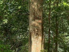 -西双版纳基诺山寨