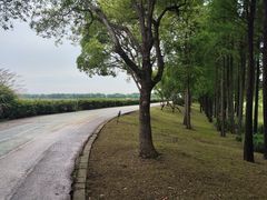-贡湖湾湿地公园