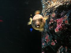 -暹罗海洋世界