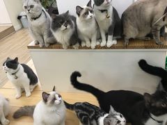 -李小姐の猫咖啡馆(五角场店)