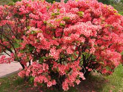 -北海道厅旧本厅舍(旧本庁舎)