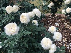 -人民公园(罗湖区)