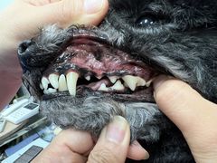 -宠福鑫康馨动物医院·骨科·眼科