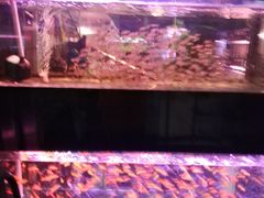 -中环花鸟鱼虫市场
