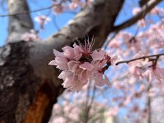 -桃花堤公园