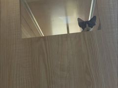 -山宅一喵德文卷毛猫舍