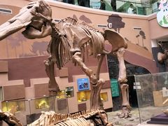 -陕西自然博物馆