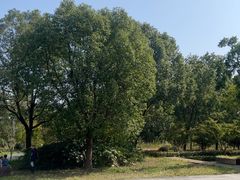 -昆山城市生态森林公园