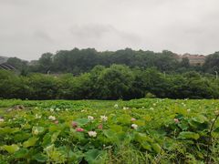 -贵阳市花溪国家城市湿地公园