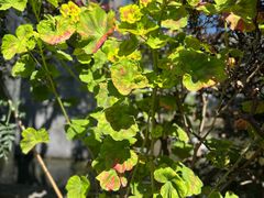 -瑞丰园庭院餐厅·白族传统家常菜