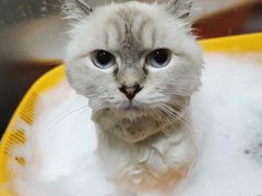 -创凡宠物医院·骨专科  猫科中心(西乡分院)