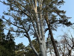 -香山公园