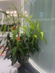 -联合丽格·张菡丽格医疗美容