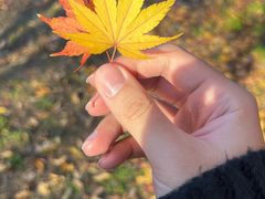 -贡湖湾湿地公园