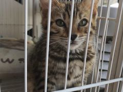 -Cappucimeow猫咪咖啡馆(韦伯时代店)