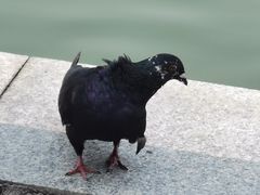 -海珠湖公园