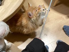 -猫腻·猫咖·撸猫馆(星光大道店)