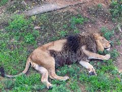 -西霞口神雕山野生动物世界