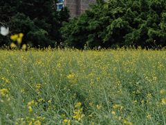 -光明小镇欢乐田园